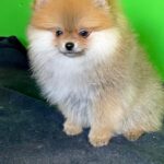 Luca-male-Pomeranian-puppy-for-sale-1