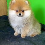 Luca-male-Pomeranian-puppy-for-sale-2