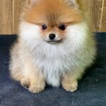 Luca-male-Pomeranian-puppy-for-sale-3