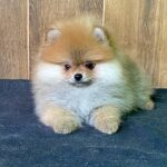 Luca-male-Pomeranian-puppy-for-sale-4
