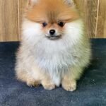 Luca-male-Pomeranian-puppy-for-sale-5