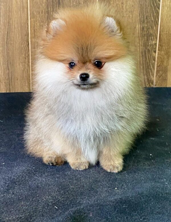 Luca Pomeranian