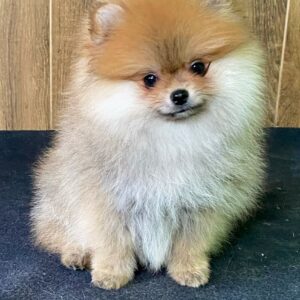 Luca Pomeranian