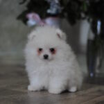 Macho-male-pomeranian-puppy-for-sale-1 (1)