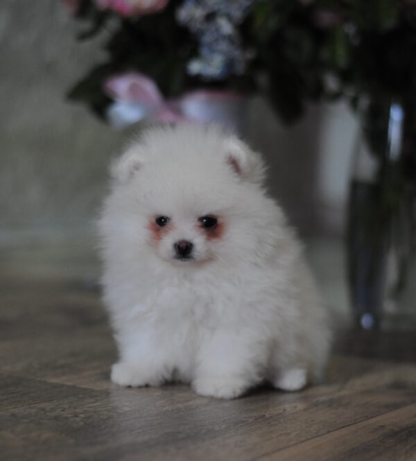 Macho Pomeranian Macho Pomeranian