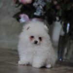 Macho-male-pomeranian-puppy-for-sale-1 (2)