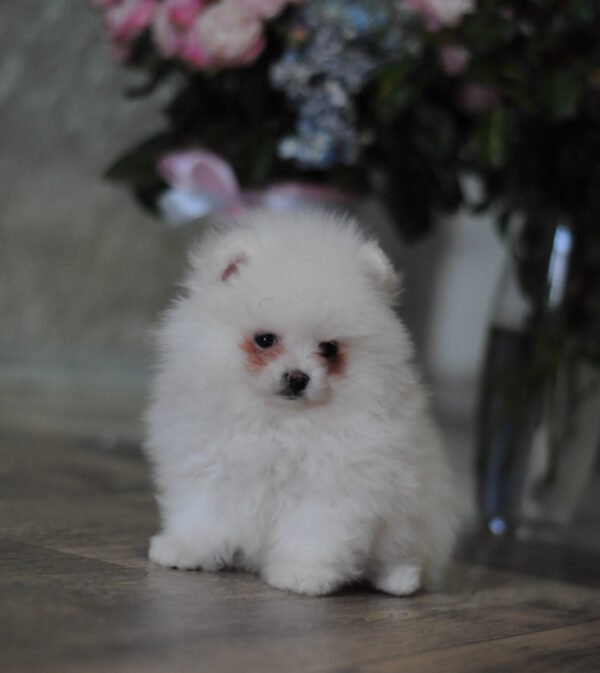 Macho Pomeranian Macho Pomeranian