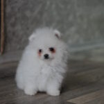 Macho-male-pomeranian-puppy-for-sale-1 (3)