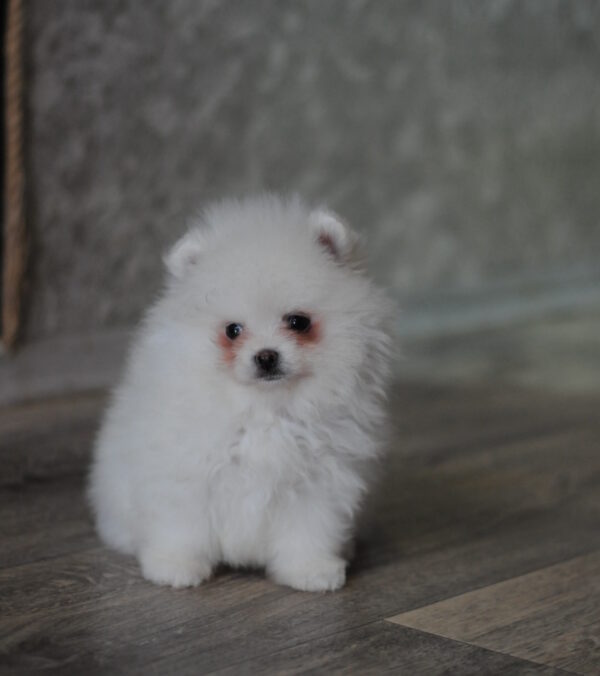 Macho Pomeranian Macho Pomeranian