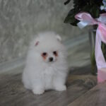 Macho-male-pomeranian-puppy-for-sale-1 (4)