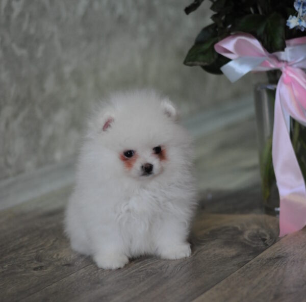 Macho Pomeranian Macho Pomeranian