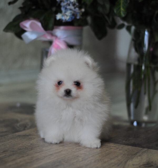 Macho Pomeranian Macho Pomeranian