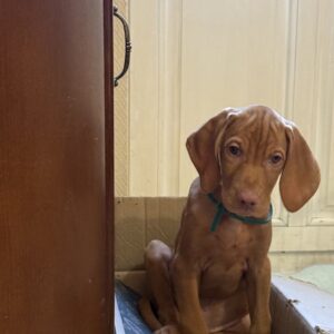 Marcus Hungarian Vizsla Marcus Hungarian Vizsla