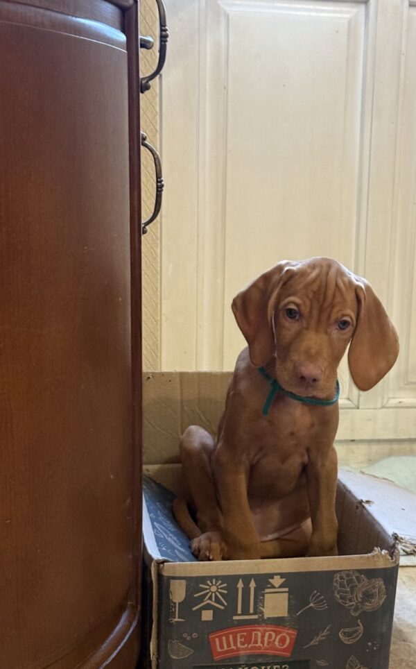 Marcus Hungarian Vizsla Marcus Hungarian Vizsla