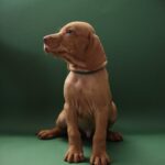 Marcus-male-Hungarian-Vizsla-puppy-for-sale-1 (2)