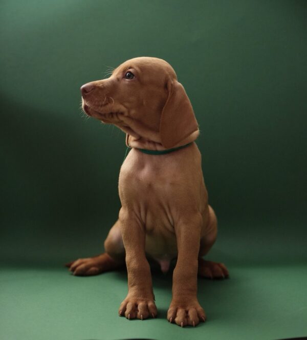 Marcus Hungarian Vizsla Marcus Hungarian Vizsla