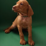 Marcus-male-Hungarian-Vizsla-puppy-for-sale-1 (3)