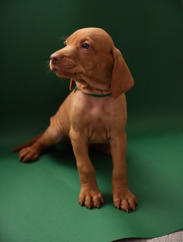 Marcus Hungarian Vizsla Marcus Hungarian Vizsla