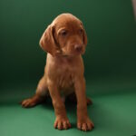 Marcus-male-Hungarian-Vizsla-puppy-for-sale-1 (4)