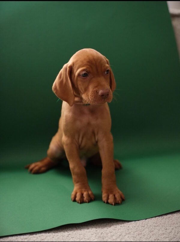 Marcus Hungarian Vizsla Marcus Hungarian Vizsla