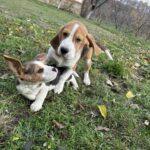 Markus-male-Beagle-puppy-for-sale-1