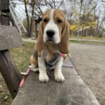 Markus-male-Beagle-puppy-for-sale-2