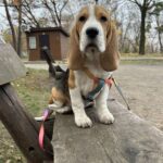 Markus-male-Beagle-puppy-for-sale-3