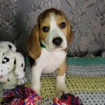 Mars-male-Beagle-puppy-for-sale-1