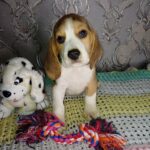 Mars-male-Beagle-puppy-for-sale-2