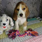 Mars-male-Beagle-puppy-for-sale-3