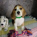 Mars-male-Beagle-puppy-for-sale-4