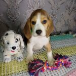 Mars-male-Beagle-puppy-for-sale-5