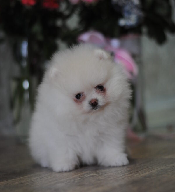 Martin Pomeranian Martin Pomeranian