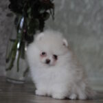 Martin-male-pomeranian-puppy-for-sale-1 (2)