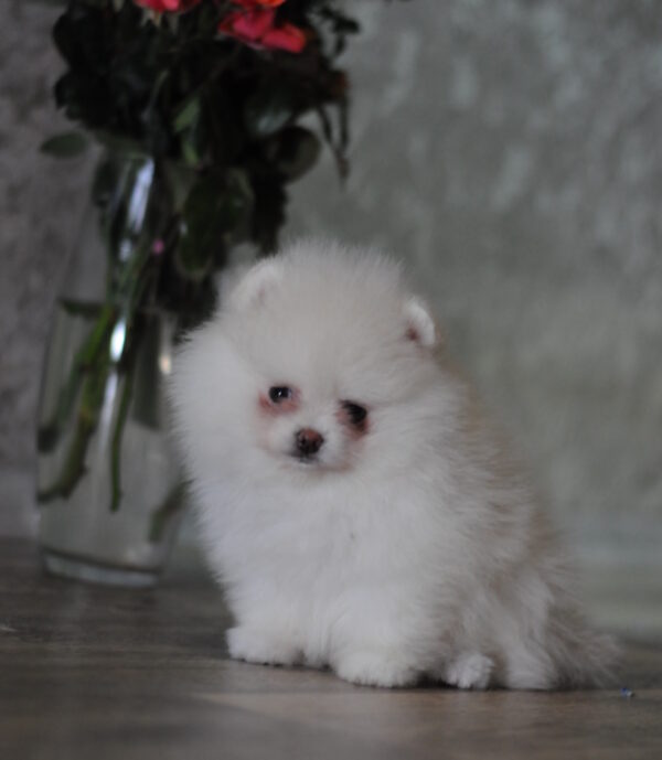 Martin Pomeranian Martin Pomeranian