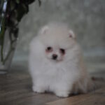 Martin-male-pomeranian-puppy-for-sale-1 (3)