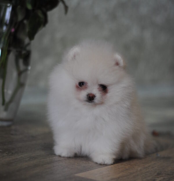 Martin Pomeranian Martin Pomeranian