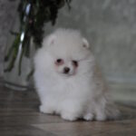 Martin-male-pomeranian-puppy-for-sale-1 (4)