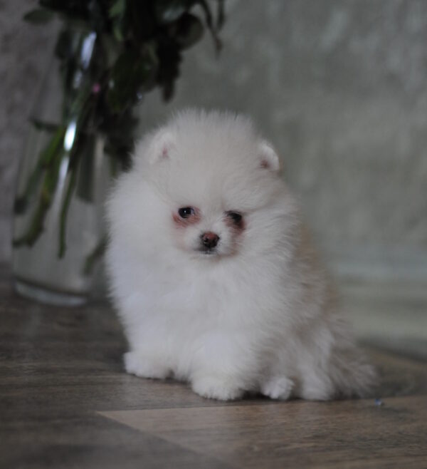 Martin Pomeranian Martin Pomeranian