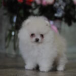 Martin-male-pomeranian-puppy-for-sale-1 (5)