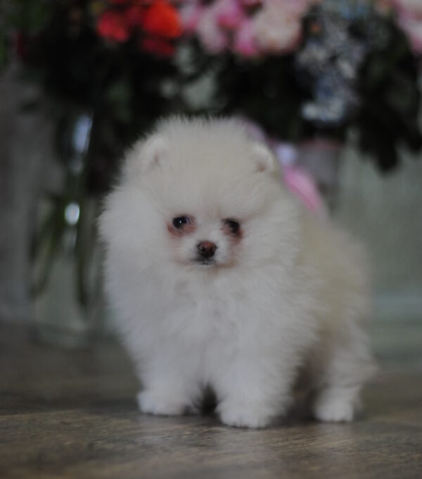 Martin Pomeranian Martin Pomeranian