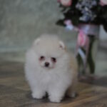Martin-male-pomeranian-puppy-for-sale-1 (6)