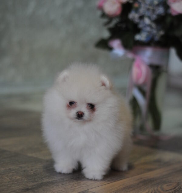 Martin Pomeranian Martin Pomeranian