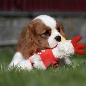 Merhp Cavalier King Charles Spaniel