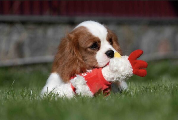 Merhp Cavalier King Charles Spaniel Merhp Cavalier King Charles Spaniel