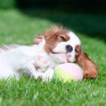 Merhp-male-Cavalier-puppy-for-sale-2