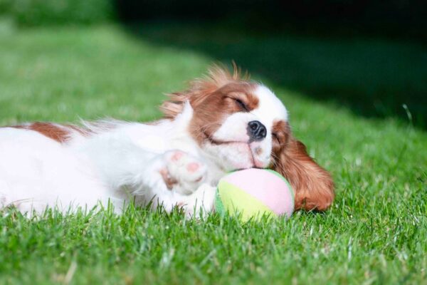 Merhp Cavalier King Charles Spaniel Merhp Cavalier King Charles Spaniel