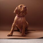 Merlin-male-Hungarian-Vizsla-puppy-for-sale-1 (1)