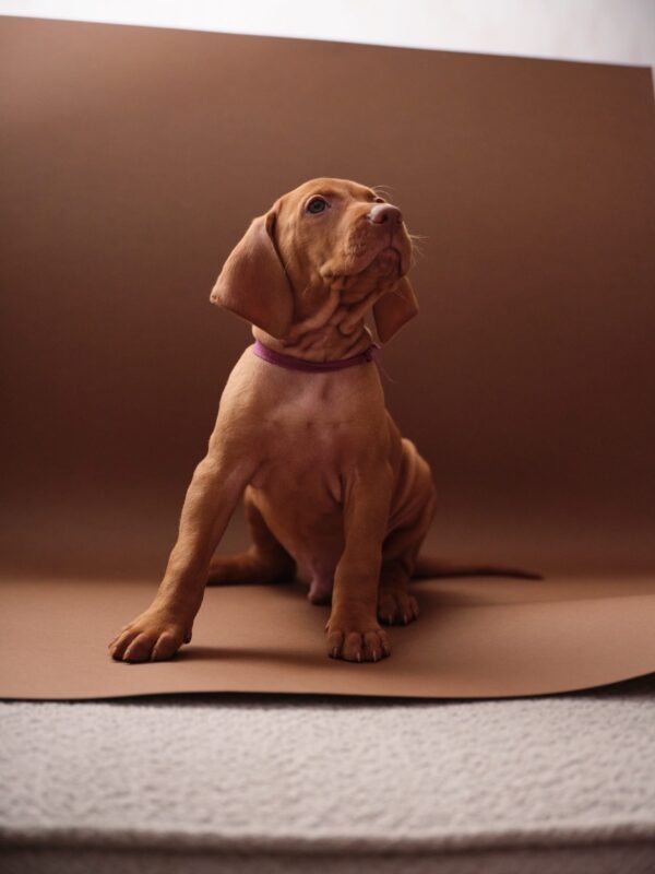 Merlin Hungarian Vizsla Merlin Hungarian Vizsla