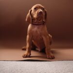 Marcus Hungarian Vizsla